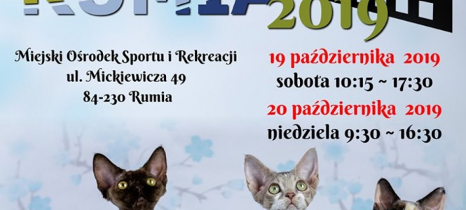 Międzynarodowa wystawa kotów rasowych w Rumi