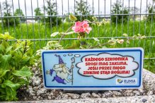 Srogi mag i rozgadane kwiaty mają odstraszyć złodziei roślin w Rumi