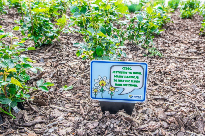 Srogi mag i rozgadane kwiaty mają odstraszyć złodziei roślin w Rumi