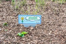 Srogi mag i rozgadane kwiaty mają odstraszyć złodziei roślin w Rumi