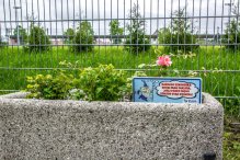 Srogi mag i rozgadane kwiaty mają odstraszyć złodziei roślin w Rumi