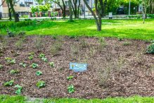 Srogi mag i rozgadane kwiaty mają odstraszyć złodziei roślin w Rumi