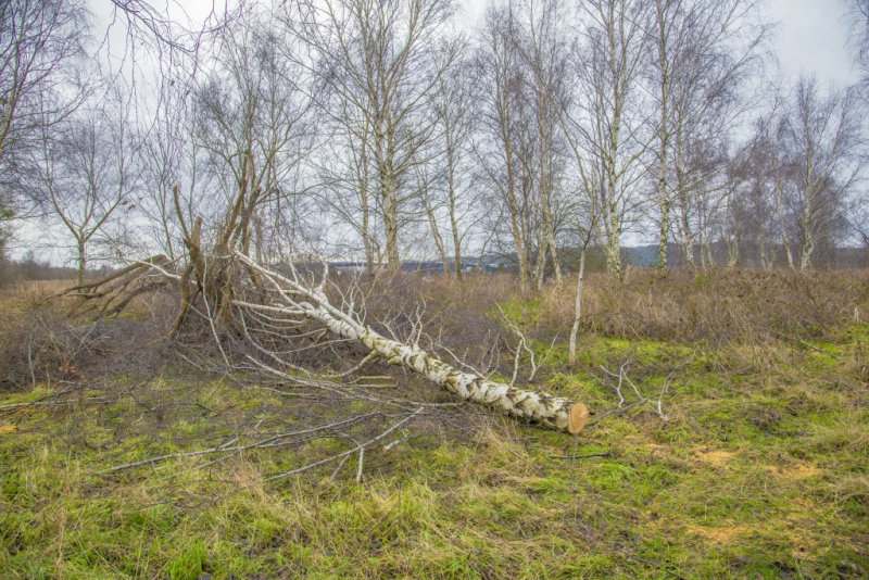 Poszukujemy sprawców nielegalnej wycinki drzew przy ul. Pomorskiej