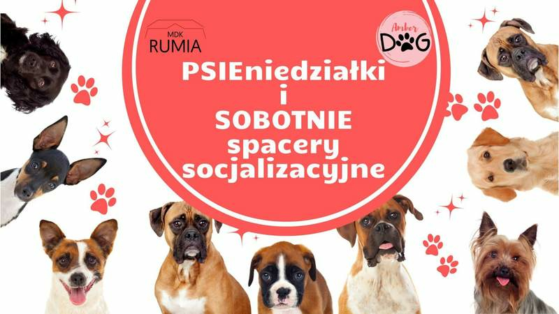 PSIEniedziałki – spacery socjalizacyjne