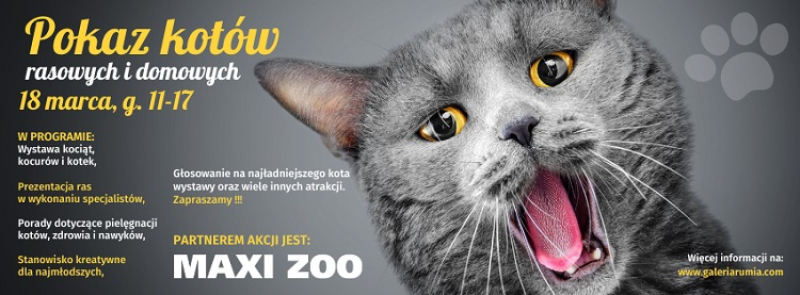 Pierwsza edycja pokazu kotów rasowych i domowych w Galerii Rumia