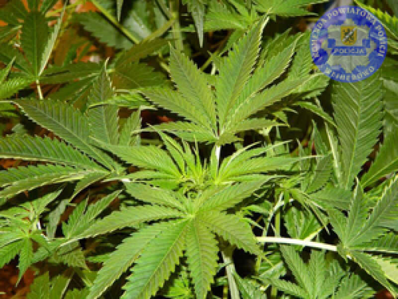 Policjanci zatrzymali 3 osoby posiadające narkotyki – za popełnione czyny grozi kara do 3 lat pozbawienia wolności