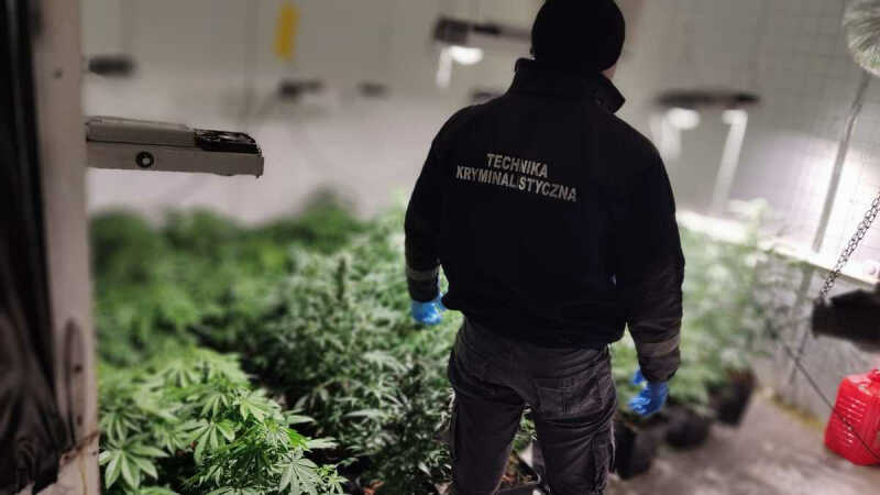 Produkcja narkotyków, uprawy konopi ukryte pod podłogami, zabezpieczone ponad 40 kilogramów narkotyków, 600 krzaków konopi i 5 osób z zarzutami.