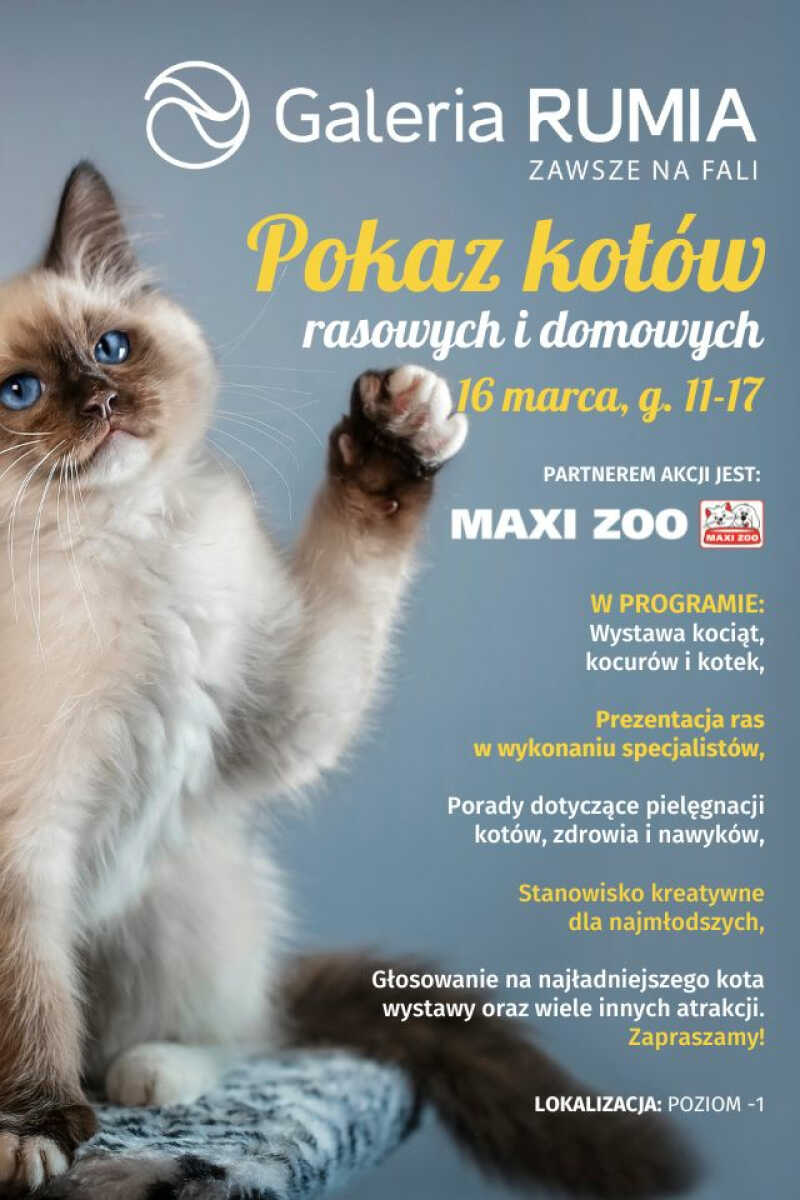 Wystawa kotów rasowych i domowych w Galerii Rumia.
