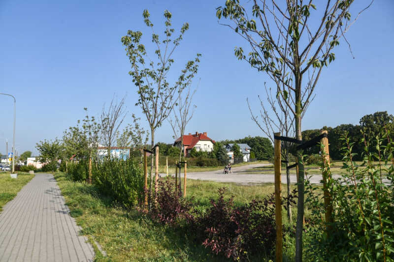Idzie jesień, a w Rumi pora na… zieleń ...
