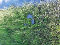 Kierowco – jeździsz ulicą Kościuszki w Rumi? Lepiej zwolnij.