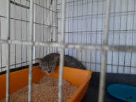 Kociaki dziękują! Tak pomogliście zwierzakom ze Stowarzyszenia Bezbronne Zwierzęta z Rumi