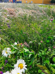 Łąki kwietne w Rumi – dzika natura, która kwitnie tuż obok nas