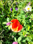 Łąki kwietne w Rumi – dzika natura, która kwitnie tuż obok nas