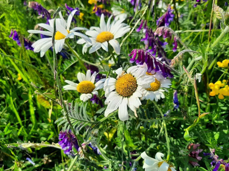 Łąki kwietne w Rumi – dzika natura, która kwitnie tuż obok nas