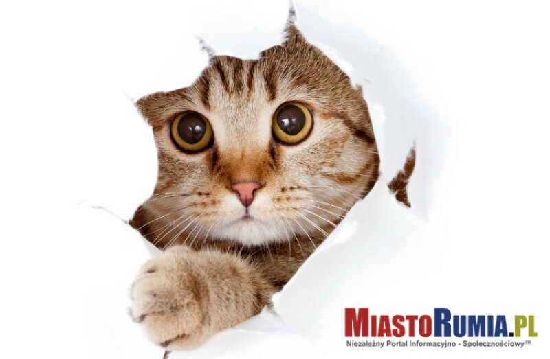 Gdzie się podziały projekty prozwierzęce w Budżecie Obywatelskim 2026 w Rumi? Mamy Informację!