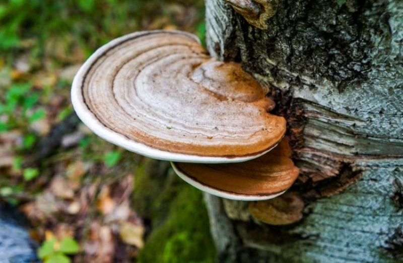 Grzyby funkcjonalne – jak dbać o odporność zimą?