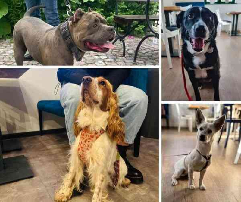 Restauracja Modry Młyn otwiera drzwi dla Pupili