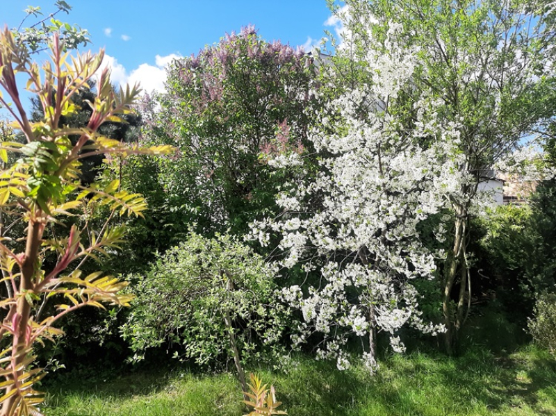 Drzewa na granicy działki - przycinanie, wycinanie