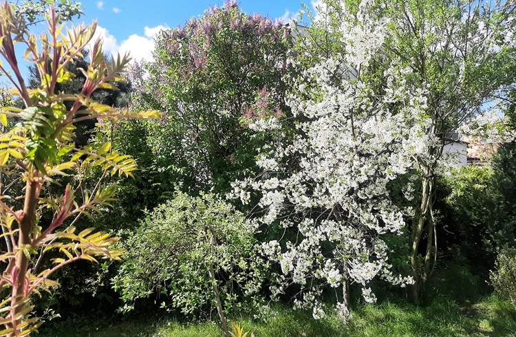Drzewa na granicy działki - przycinanie, wycinanie